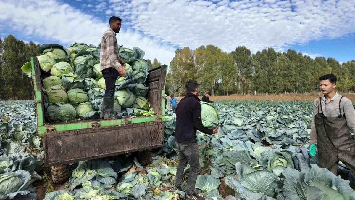 ercis lahanasi hasat basladi V6iLWV3i.jpg