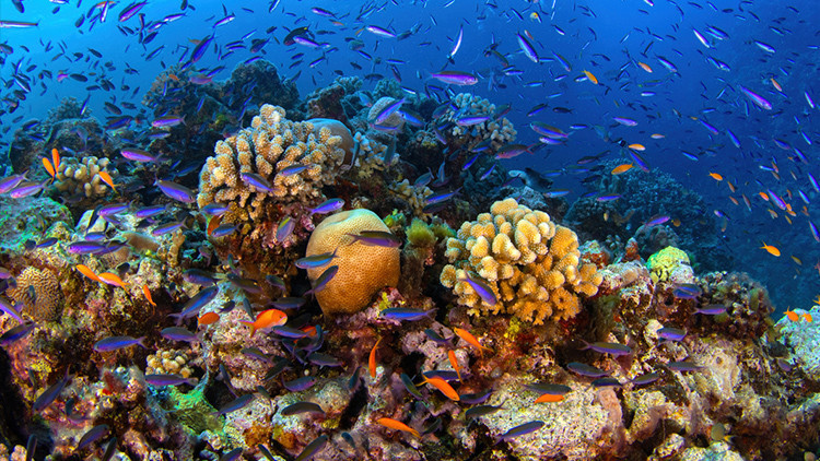 kuresel isinma mercan resifleri artik yasam desteklemiyor WkFtGtDu.jpg