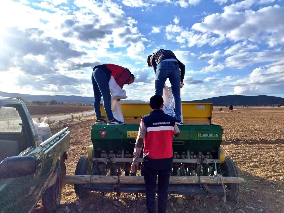 cavdarhisarda tohum dagitimi ve ekimi tKAAMRt9.jpg