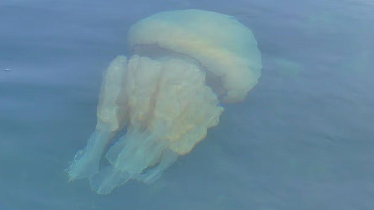 ingiltere kiyilarinda buyuk isgal iyi haberler de var kotu haberler de tz9J46rC.jpg